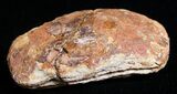 Triassic Fossil Shrimp From Madagascar #8649-2